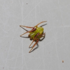 Araneus sp. (genus) (Orb weaver) at ANBG - 7 May 2019 by TimL