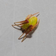 Araneus sp. (genus) at Acton, ACT - 7 May 2019 01:11 PM