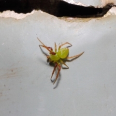 Araneus sp. (genus) at Acton, ACT - 7 May 2019 01:11 PM