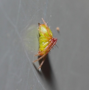 Araneus sp. (genus) at Acton, ACT - 7 May 2019 01:11 PM