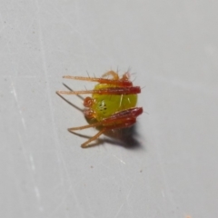 Araneus sp. (genus) at Acton, ACT - 7 May 2019 01:11 PM