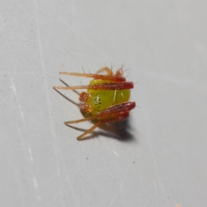 Araneus sp. (genus) at Acton, ACT - 7 May 2019 01:11 PM