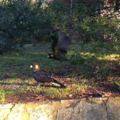 Zanda funerea (Yellow-tailed Black-Cockatoo) at Melba, ACT - 11 May 2019 by Clumsykaisee