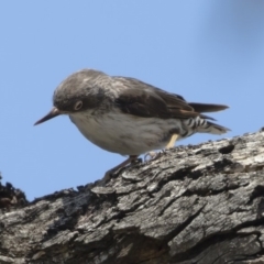 Daphoenositta chrysoptera (Varied Sittella) at Michelago, NSW - 12 Jan 2019 by Illilanga