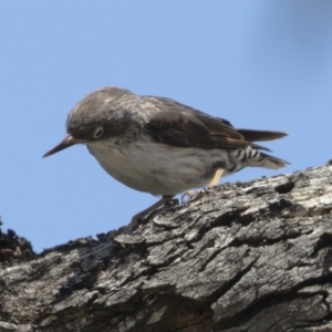 Daphoenositta chrysoptera at Michelago, NSW - 12 Jan 2019