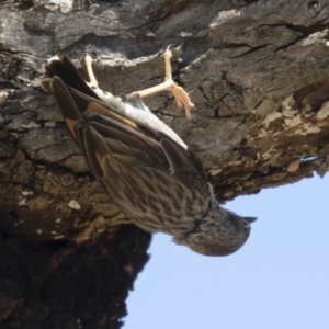 Daphoenositta chrysoptera at Michelago, NSW - 12 Jan 2019