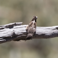 Daphoenositta chrysoptera at Michelago, NSW - 12 Jan 2019 11:30 AM