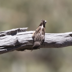 Daphoenositta chrysoptera at Michelago, NSW - 12 Jan 2019