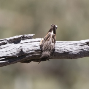 Daphoenositta chrysoptera at Michelago, NSW - 12 Jan 2019