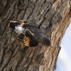 Daphoenositta chrysoptera at Michelago, NSW - 12 Jan 2019