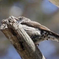 Daphoenositta chrysoptera (Varied Sittella) at Michelago, NSW - 23 Dec 2018 by Illilanga