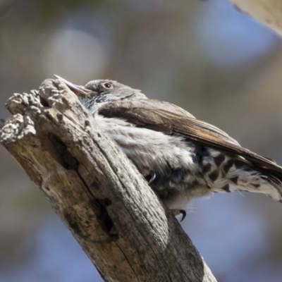 Daphoenositta chrysoptera (Varied Sittella) at Illilanga & Baroona - 23 Dec 2018 by Illilanga