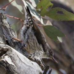 Daphoenositta chrysoptera at Michelago, NSW - 23 Dec 2018 02:52 PM