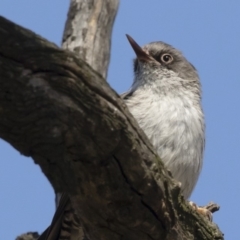 Daphoenositta chrysoptera at Michelago, NSW - 23 Dec 2018