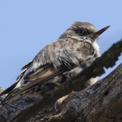 Daphoenositta chrysoptera at Michelago, NSW - 23 Dec 2018 02:52 PM