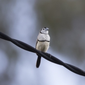 Stizoptera bichenovii at Michelago, NSW - 3 Jan 2019