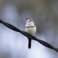 Stizoptera bichenovii at Michelago, NSW - 3 Jan 2019