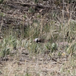 Stagonopleura guttata at Michelago, NSW - suppressed