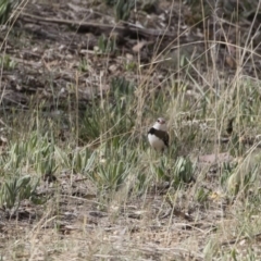 Stagonopleura guttata at Michelago, NSW - 6 Nov 2018