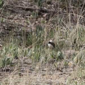 Stagonopleura guttata at Michelago, NSW - suppressed