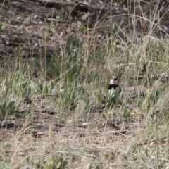 Stagonopleura guttata at Michelago, NSW - 6 Nov 2018