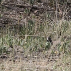 Stagonopleura guttata at Michelago, NSW - suppressed