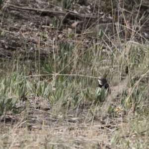 Stagonopleura guttata at Michelago, NSW - suppressed