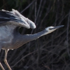 Egretta novaehollandiae (White-faced Heron) at Point Hut to Tharwa - 12 Mar 2019 by MichaelBedingfield