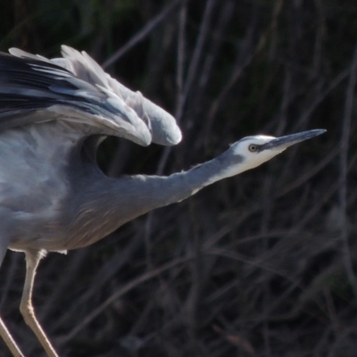 Egretta novaehollandiae (White-faced Heron) at Paddys River, ACT - 12 Mar 2019 by michaelb