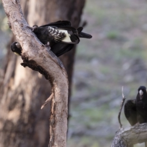 Zanda funerea at Michelago, NSW - 12 Jan 2019