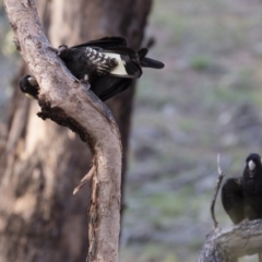 Zanda funerea (Yellow-tailed Black-Cockatoo) at Michelago, NSW - 12 Jan 2019 by Illilanga