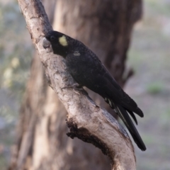 Zanda funerea at Michelago, NSW - 12 Jan 2019