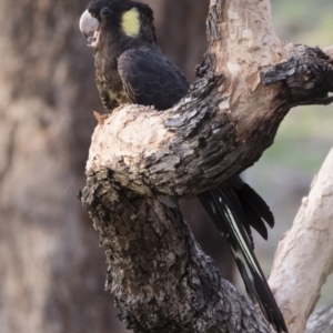 Zanda funerea at Michelago, NSW - 12 Jan 2019