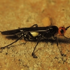 Callibracon capitator (White Flank Black Braconid Wasp) at Greenway, ACT - 8 Mar 2019 by MichaelBedingfield