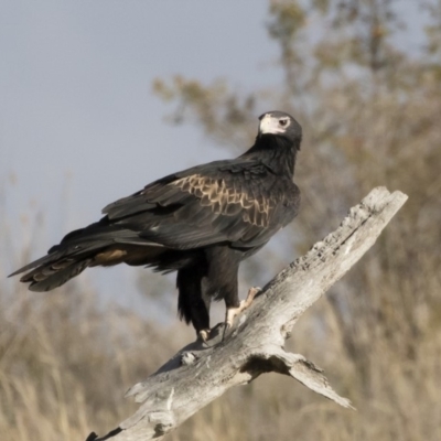 Aquila audax (Wedge-tailed Eagle) at Illilanga & Baroona - 9 May 2019 by Illilanga