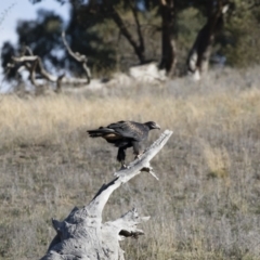 Aquila audax at Michelago, NSW - 10 May 2019 09:01 AM