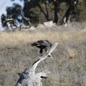 Aquila audax at Michelago, NSW - 10 May 2019 09:01 AM