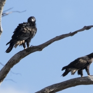 Aquila audax at Michelago, NSW - 10 May 2019 09:01 AM