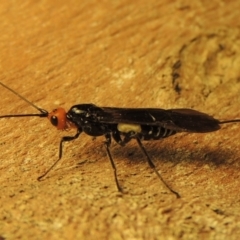 Callibracon capitator (White Flank Black Braconid Wasp) at Greenway, ACT - 6 Apr 2019 by michaelb