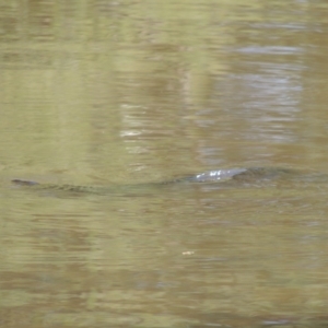 Cyprinus carpio at Gordon, ACT - 27 Mar 2019 05:04 PM