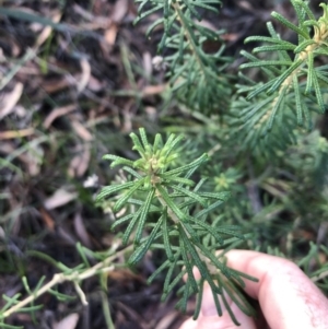 Astrotricha sp. Wallagaraugh (R.O.Makinson 1228) NSW Herbarium at Tura Beach, NSW - 11 May 2019