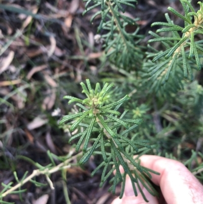 Astrotricha sp. Wallagaraugh (R.O.Makinson 1228) NSW Herbarium (Merimbula Star-hair) at Tura Beach, NSW - 11 May 2019 by DeanAnsell