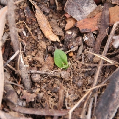 Pterostylidinae (greenhood alliance) (A Greenhood) at Hackett, ACT - 10 May 2019 by petersan