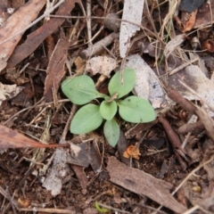 Pterostylidinae (greenhood alliance) (A Greenhood) at Mount Majura - 9 May 2019 by petersan