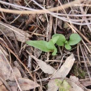 Pterostylidinae (greenhood alliance) at Hackett, ACT - 10 May 2019
