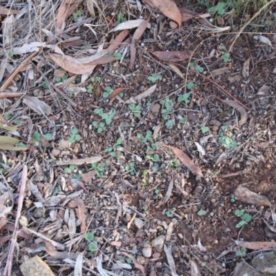 Diplodium sp. (A Greenhood) at Mount Majura - 9 May 2019 by petersan