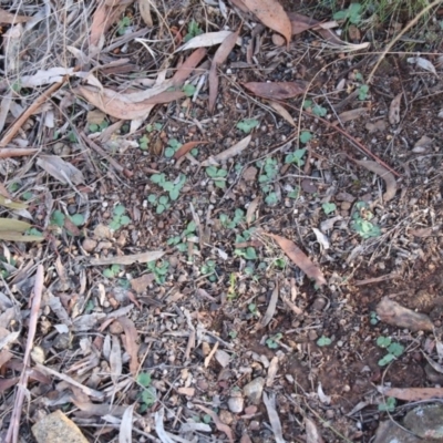 Diplodium sp. (A Greenhood) at Hackett, ACT - 10 May 2019 by petersan
