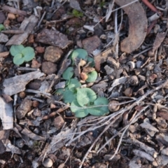 Diplodium sp. at Hackett, ACT - suppressed