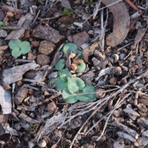 Diplodium sp. at Hackett, ACT - 10 May 2019