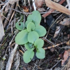 Diplodium sp. at Hackett, ACT - suppressed